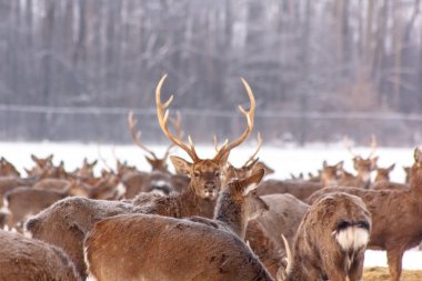 Sika geyiği ayakta ormanda kışın büyük sürüsü.