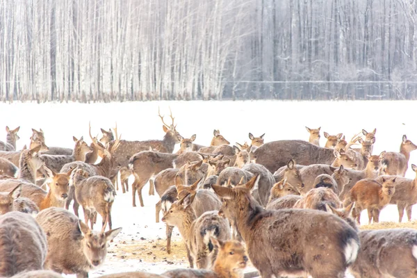 A large herd of Sika deer standing in the woods in winter. — Stock Photo, Image