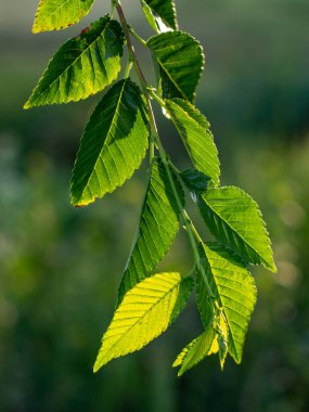 Güneşin aydınlattığı yapraklar