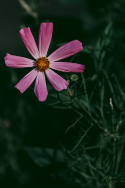 Soğuk renklerde pembe çiçek