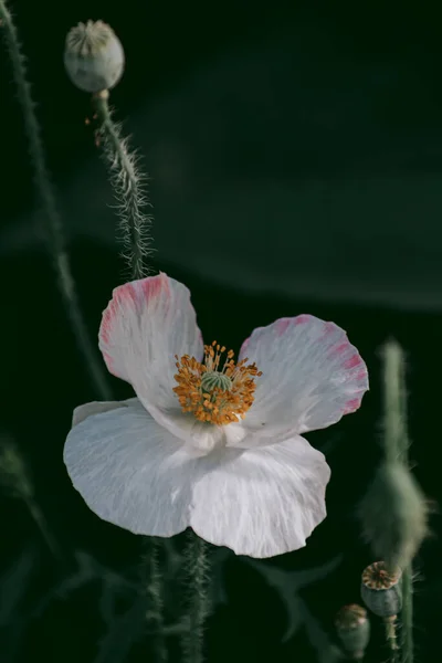Unusual White Poppy Bud Flowerbed — Stock Photo, Image