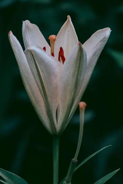 Exquisite White Lily Bud Garden — Stock Photo, Image