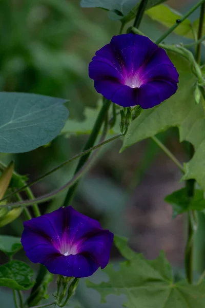 Dvě Modré Divoké Vinné Květy — Stock fotografie