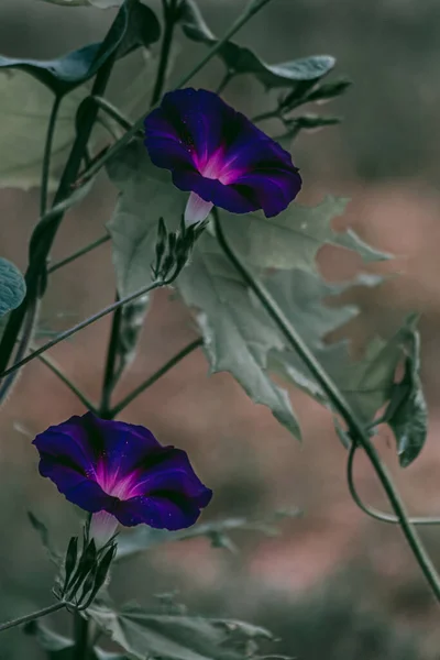 Vine Flowers Leaves Dusk — Stock Photo, Image