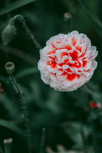 Exquis Bourgeon Pavot Rouge Blanc — Photo