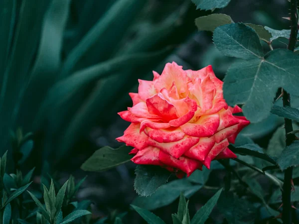 Rosa Graciosa Aumentou Canteiro Flores — Fotografia de Stock