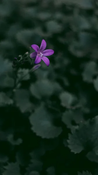 葉の間の孤独な紫色の花 — ストック写真