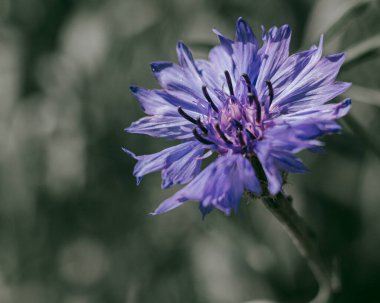 Tarlaların maviliği