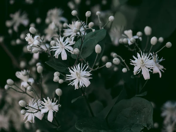 Small White Clematis Flowers Stars — Stock Photo, Image