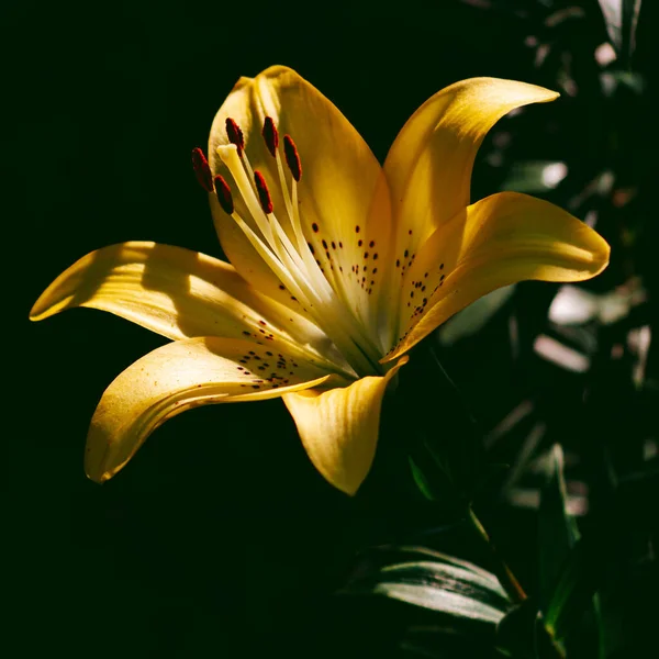 Lichtspiel Auf Zarten Lilienblättern — Stockfoto
