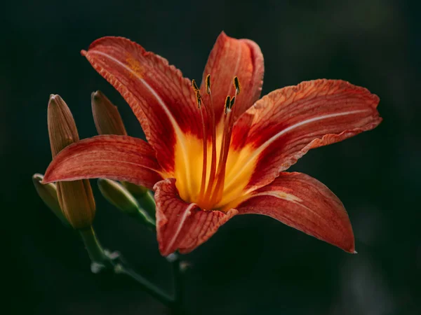 Eine Blume Wie Eine Kleine Kopie Eines Vulkans — Stockfoto