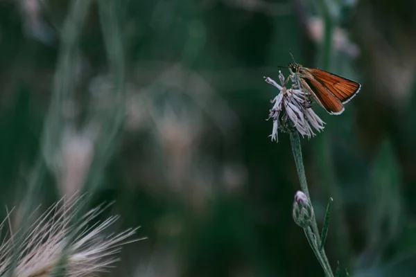 Een Van Vele Bewoners Van Het Zomerveld — Stockfoto