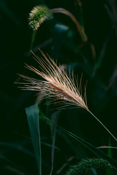 Bir Tarladaki Kuru Bir Yaprağı Sonbaharın Yakınlığını Hatırlatıyor — Stok fotoğraf