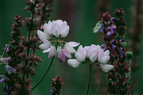 Маленькі Білі Квіти Полі Сході Сонця — стокове фото