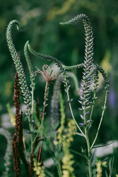 Проростки Дикої Квітки Які Виглядають Восьминогі Щупальця — стокове фото