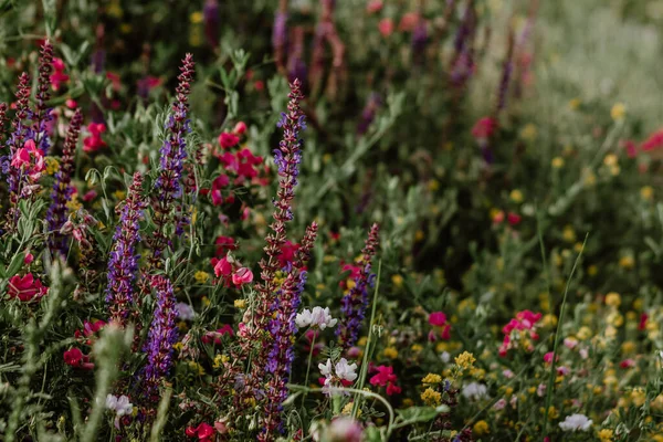 Луг Наповнений Яскравими Кольорами Літніх Квітів — стокове фото