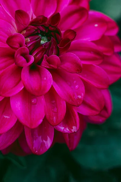 Large Flower Petals Sharp Tongues — Stock Photo, Image