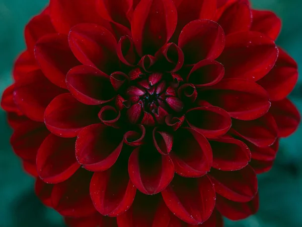 Simetria Hipnótica Pétalas Flores Vermelhas — Fotografia de Stock