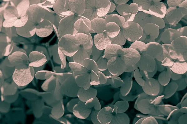 Huge Ball Snow White Three Leaved Plants — Stock Photo, Image