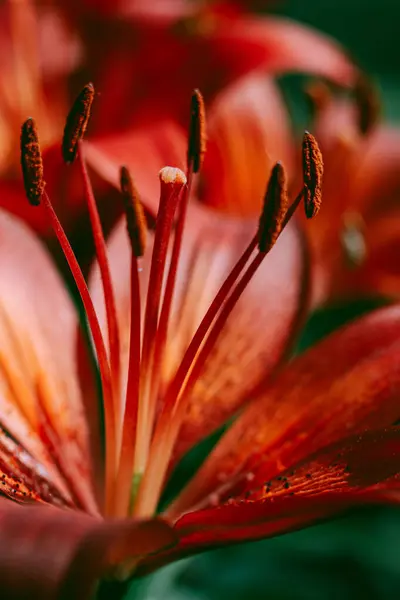 Graça Floral Nas Curvas Graciosas Das Pétalas — Fotografia de Stock