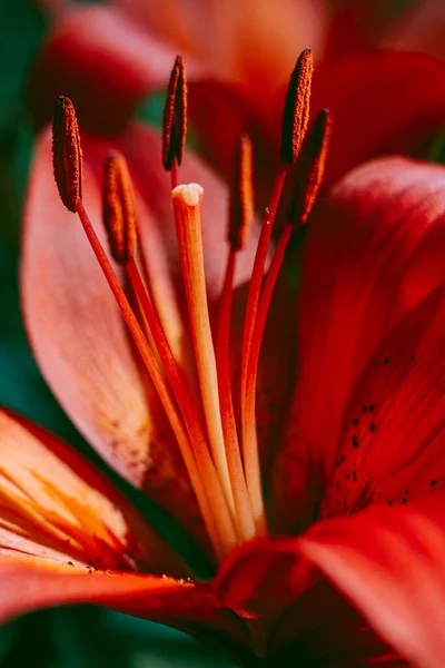 Exquisite Deep Red Petals — Stock Photo, Image