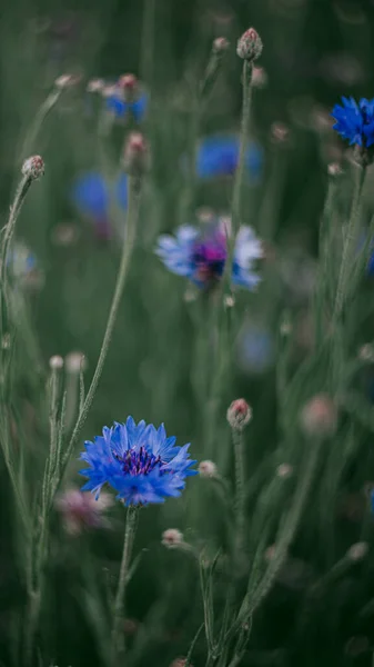 Blauwe Korenbloemen Tussen Groen Gras — Stockfoto