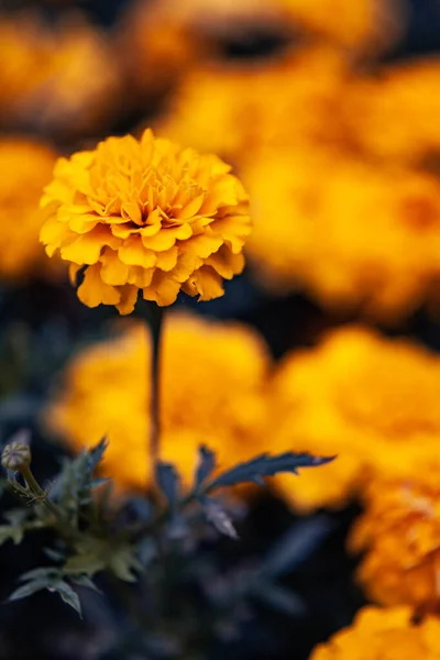 Blume Der Untergehenden Sonne — Stockfoto