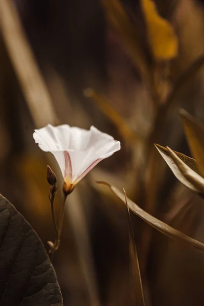 Herbstblume Öffnete Nach Sonnenuntergang Ihre Blütenblätter — Stockfoto