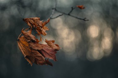 Rüzgar, bir ağaç dalında sonbahar yapraklarıyla oynar.