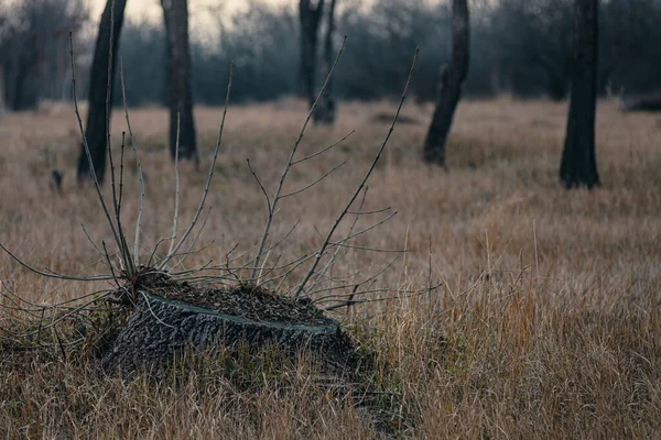 Morto Tra Vivi Vecchio Tronco Albero Circondato Giovani Alberi — Foto Stock