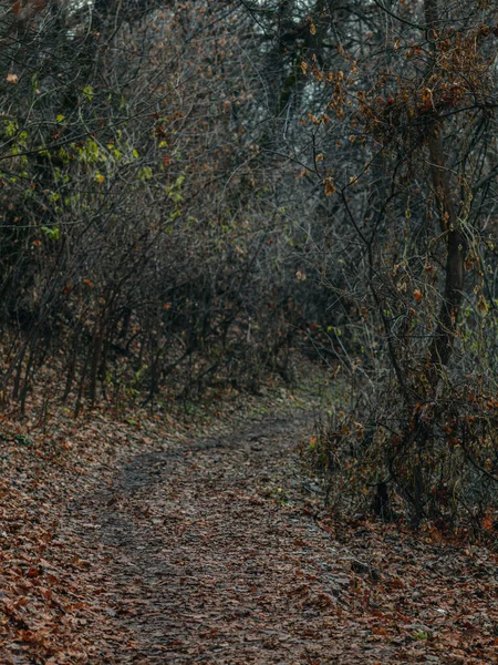 Estrada Sinuosa Misteriosa Que Estende Para Distância — Fotografia de Stock