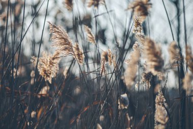 Karla kaplı donmuş çimen yaprakları