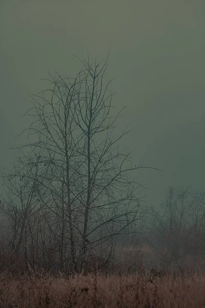 Contorni Alberi Nebbia Densa — Foto Stock