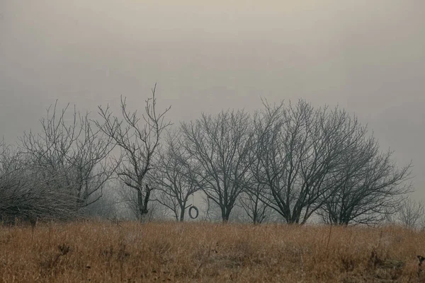 Alberi Altalene Cima Alla Collina Paesaggio Spaventoso — Foto Stock