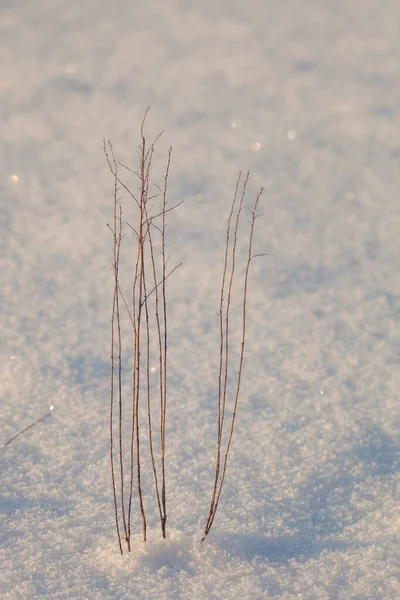 Lâminas Relva Congeladas Cobertas Neve — Fotografia de Stock