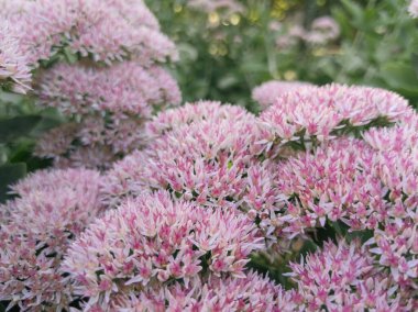Pale pink sedum domes forming a soft tapestry in garden light