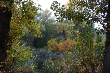 Autumn trees and foliage forming a natural rustic frame