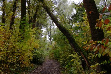 Pathway covered with autumn leaves through the moody forest with a dramatically leaning mossy tree