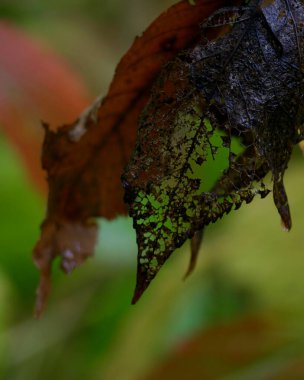 Skeletal autumn leaves, romantic bokeh, a pictorialist woodland whisper