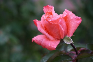 Soft light kisses a coral rose, dew bright as pearls