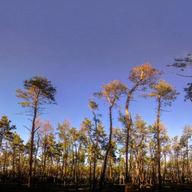 Tall pine trees with golden autumn crowns reaching towards the vast clear blue sky