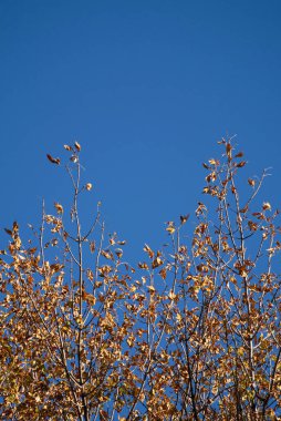 Derin mavi gökyüzünün altında altın sonbahar ağaçları