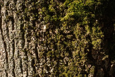 Orman kabuğu lifli çizgileri, yivleri ve canlı bryophyte büyümesini gösterir.
