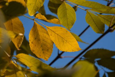 Mevsimlik güzellik: Sonbaharda koyu mavi gökyüzü tarafından çerçevelenmiş parlak sarı yapraklar
