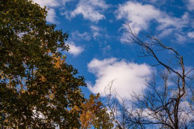 Sakin bir öğleden sonra gökyüzü ağaçlarla çevrili, yaprakların arasından geçen ışık