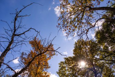 Parlak güneş pırıl pırıl parlıyor Parlak yeşil ve altın rengi yaprakların arasından süzülüyor