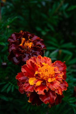 Yeşil bokeh 'e karşı altın kaplamalı zengin burgundy yaprakları