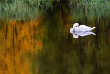 Sonbahar nehir aynası porselen gibi sessiz bir kuğu tutuyor
