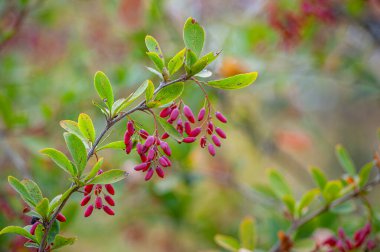 Parlak böğürtlen kümeleri ve yumuşak bokeh ile sonbahar çalısı