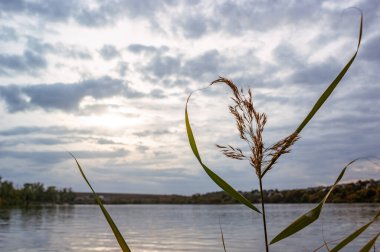 Yalnız kamış bitkisi ve tüylü tüy yumağı gün batımında nehir kıyısında.